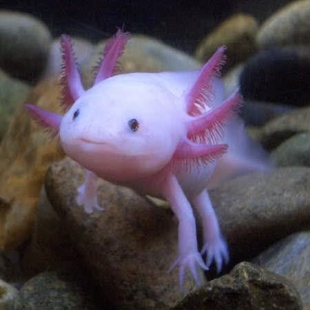 AxolotlAvatarFullSize.jpg