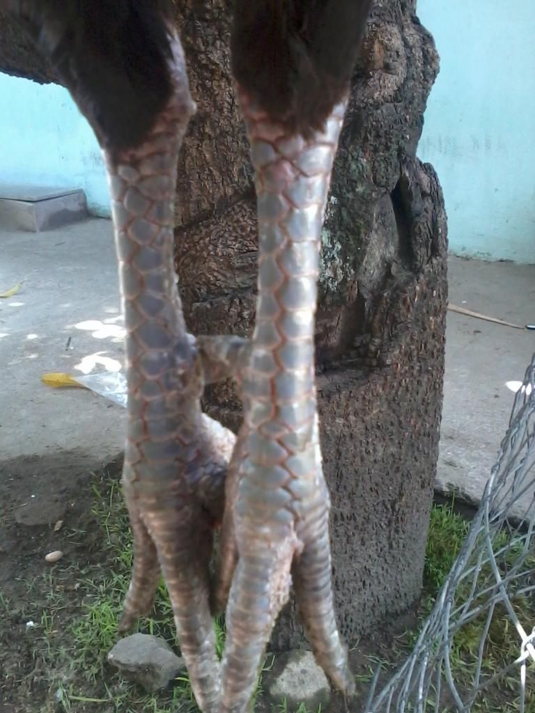 thủ đức bán gà cựa lai - 1