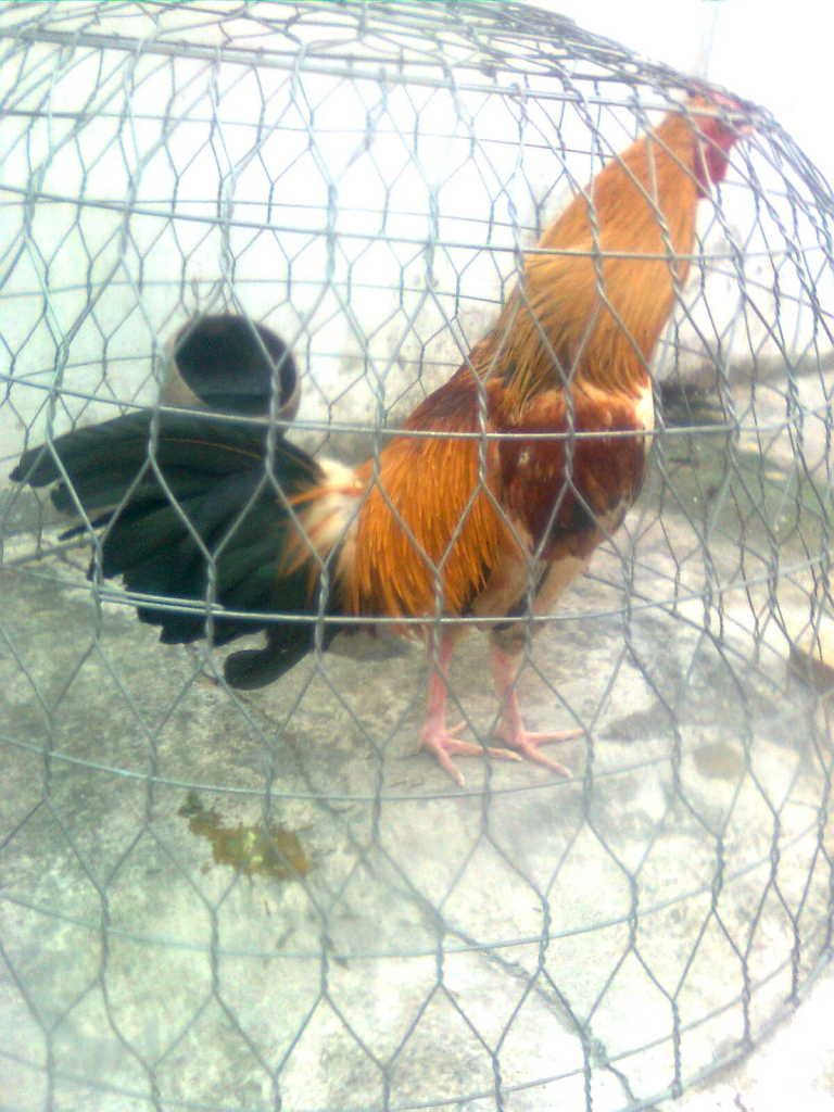 Hnhnh0127.jpg Hnhnh0127.jpg
