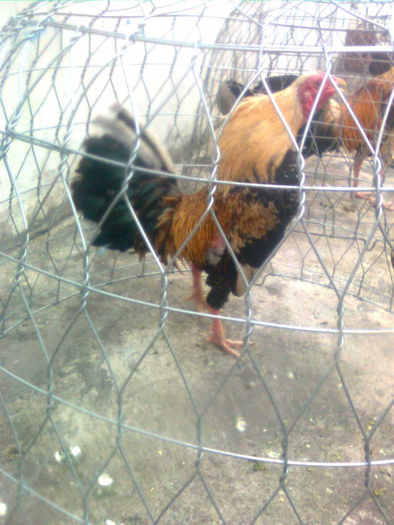 Hnhnh0128.jpg Hnhnh0128.jpg