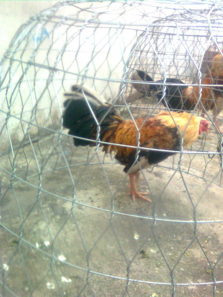 Hnhnh0129.jpg Hnhnh0129.jpg