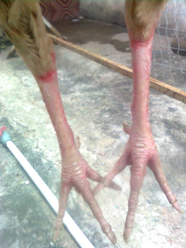 Hnhnh0130.jpg Hnhnh0130.jpg