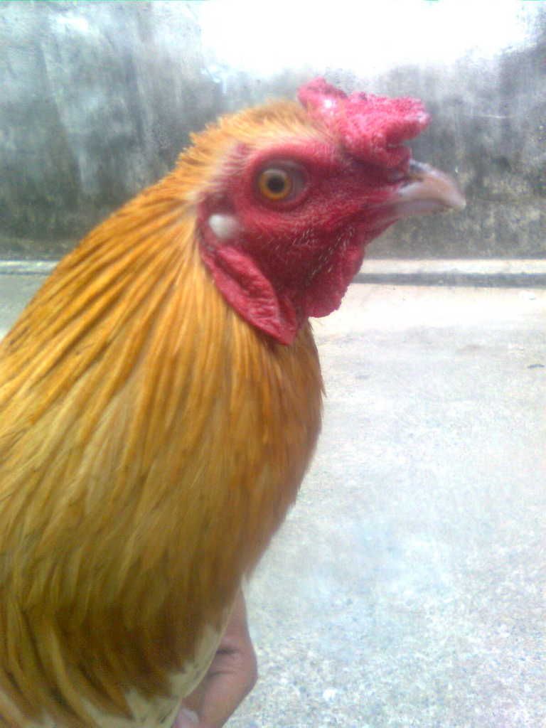 Hnhnh0131.jpg Hnhnh0131.jpg