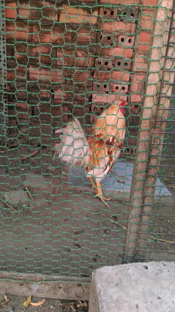 bán 2 ae gà tre bướm - 2