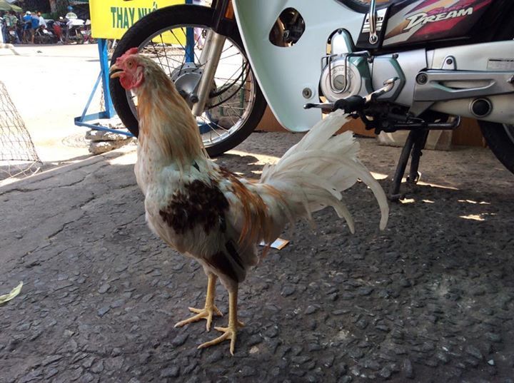 bán 2 ae gà tre bướm