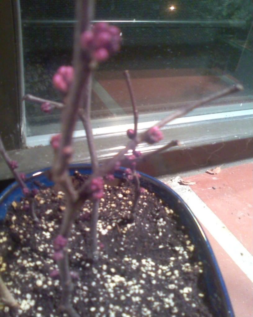 Redbud Bonsai