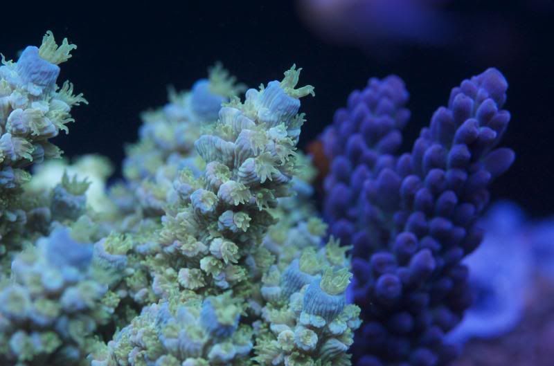 DSC_1590_zps94f4ff5e.jpg