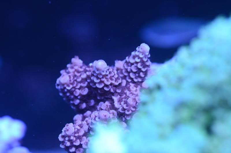 DSC_1759_zps9a1a8ef2.jpg