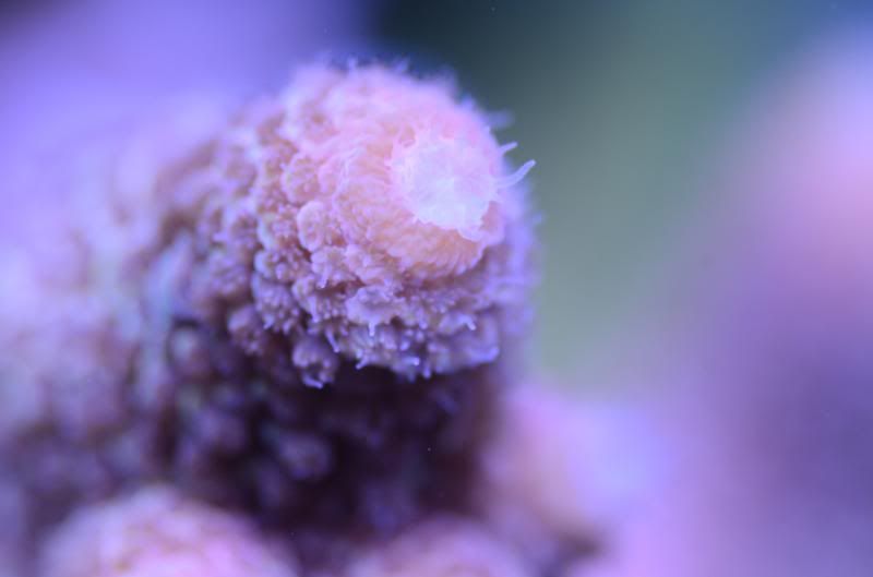 DSC_1794_zps64b94df2.jpg