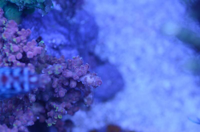 DSC_1834_zpsc6b05380.jpg