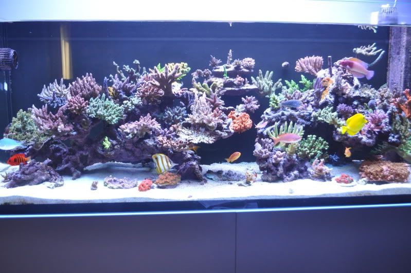 Aquascaping Tips And Tricks Page 2 Saltwaterfish Com Forums For Fish Lovers