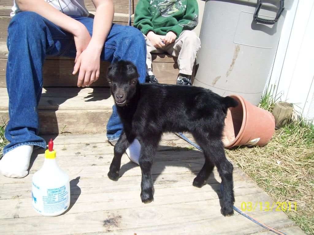 new baby goat pics - Goats