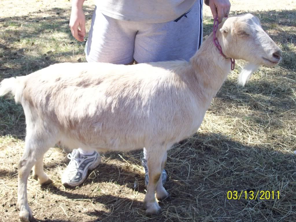 new baby goat pics - Goats