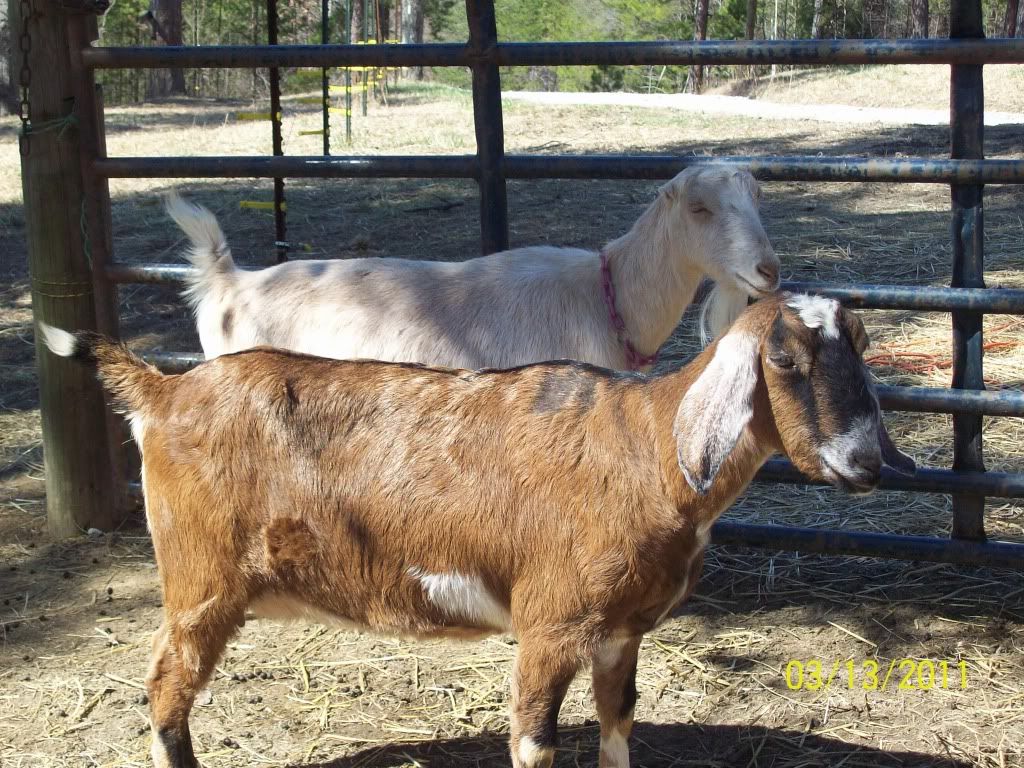 the nubian babies and girls - Goats