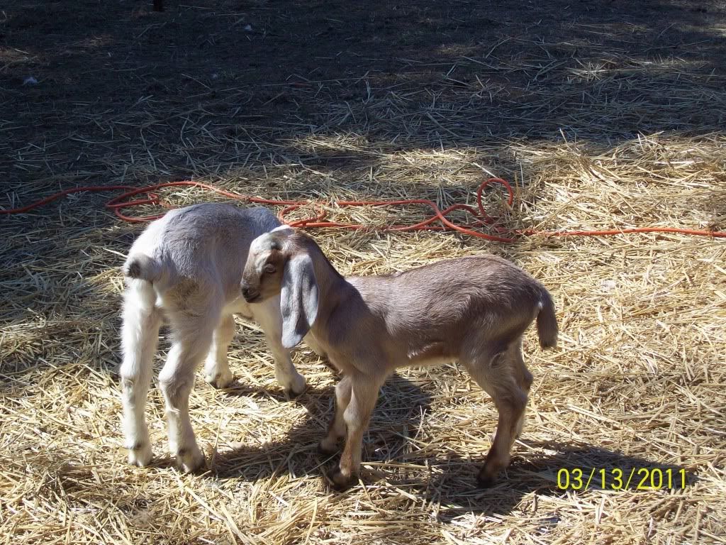 the nubian babies and girls - Goats