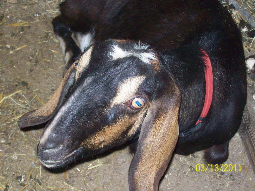 the nubian babies and girls - Goats