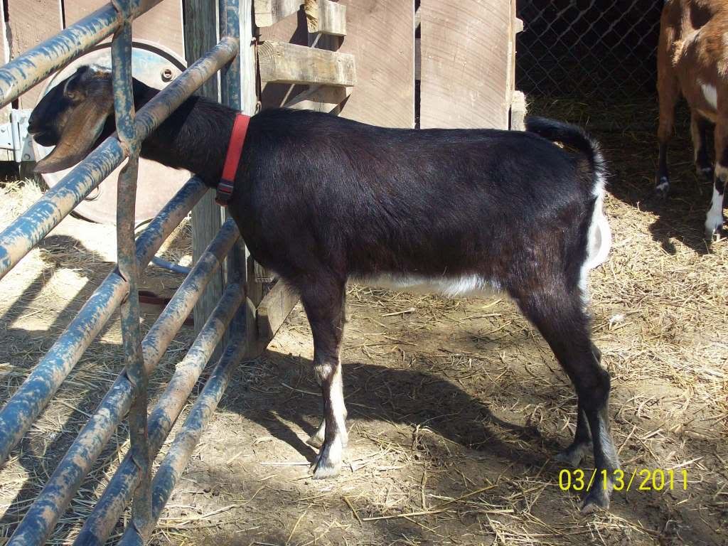 the nubian babies and girls - Goats