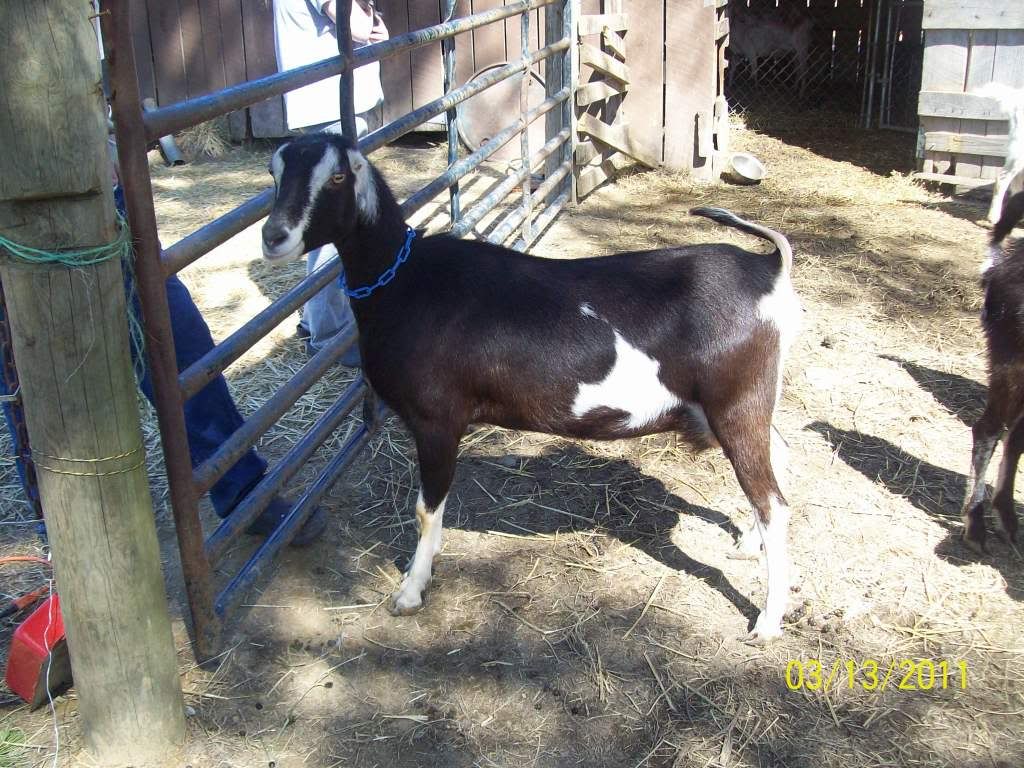 new baby goat pics - Goats