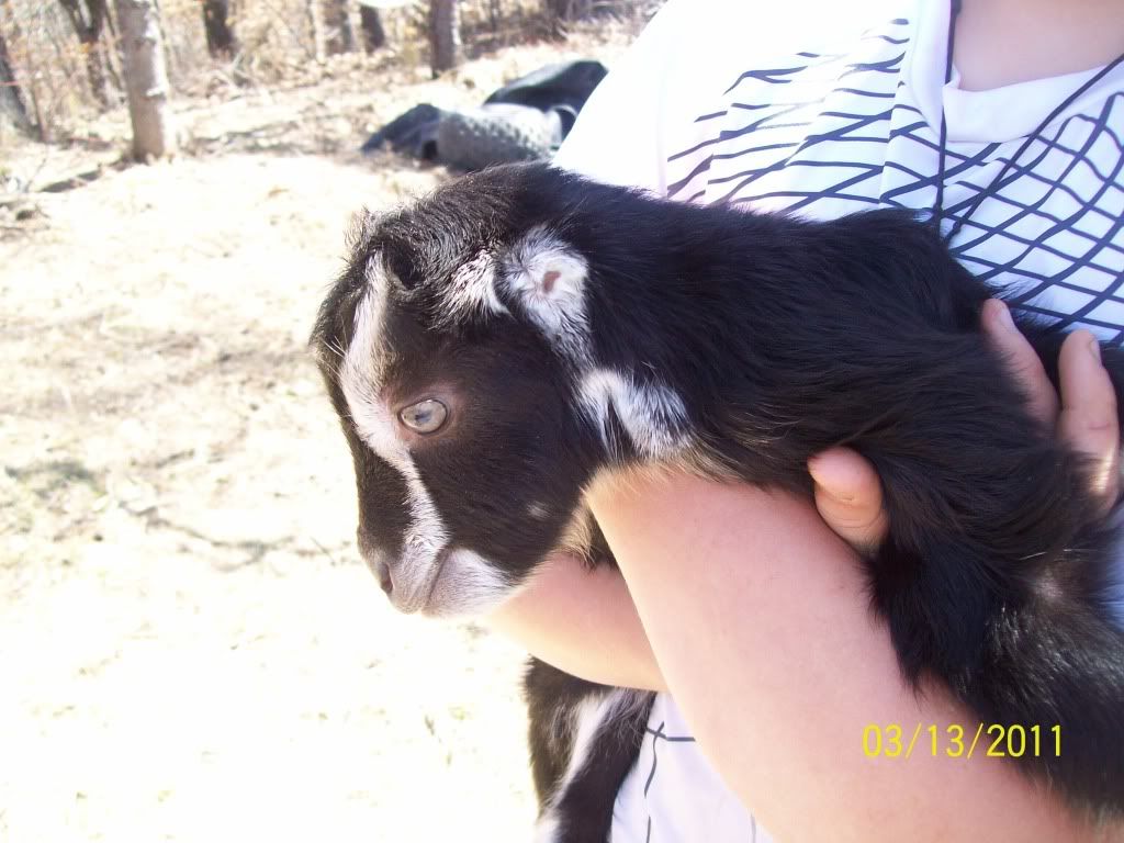 new baby goat pics - Goats