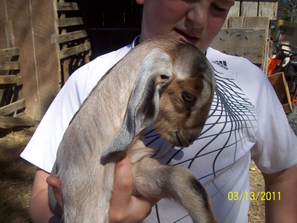 the nubian babies and girls - Goats