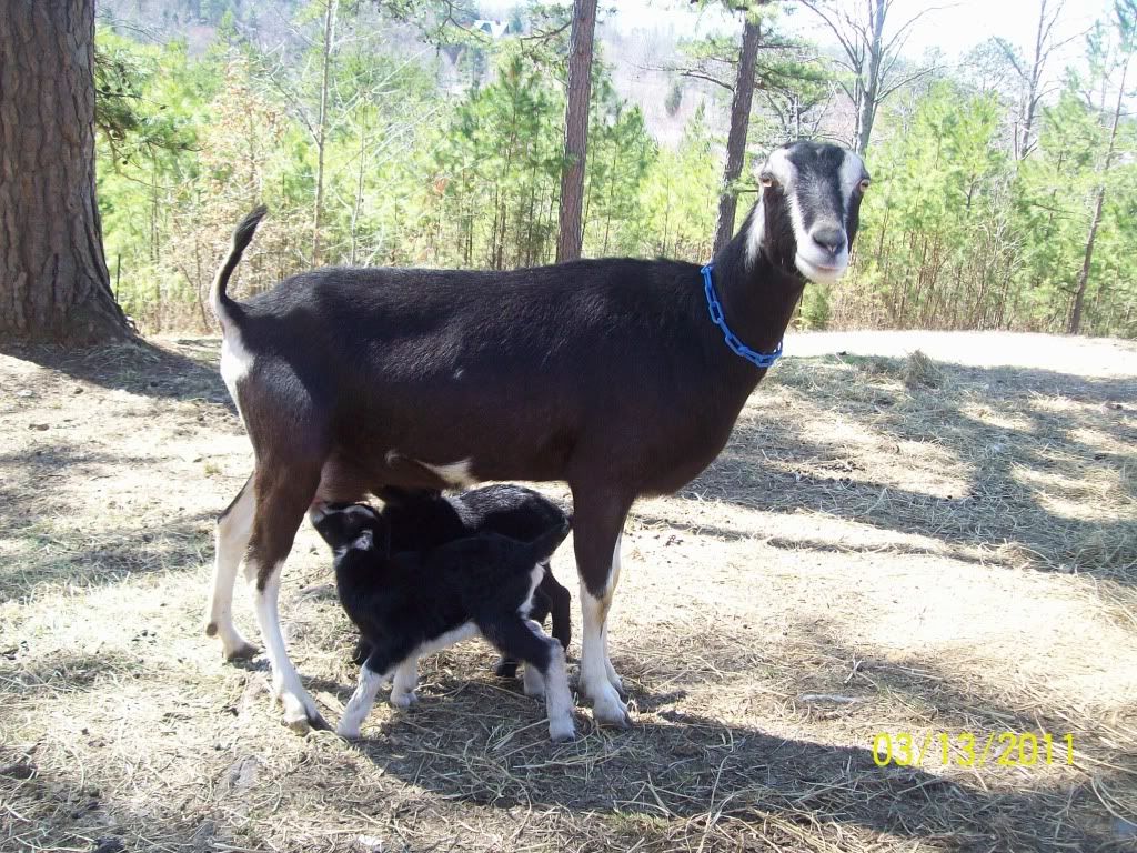 new baby goat pics - Goats