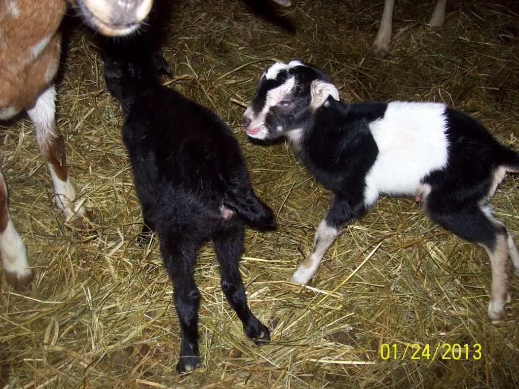 LaMancha/Nubian cross?  Anyone do this? - Goats