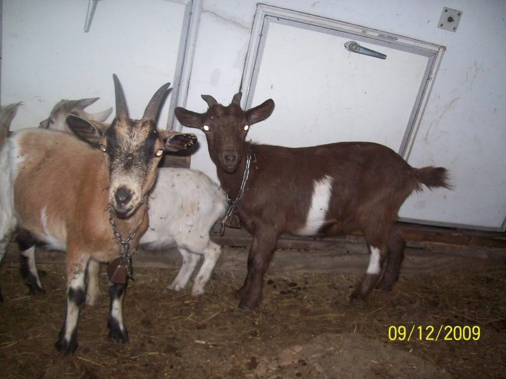 What kind of goat is this? - Goats