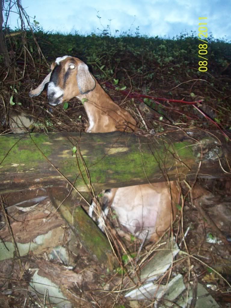 Doe in a pickle or betwen a rock and a hard place :) - Goats