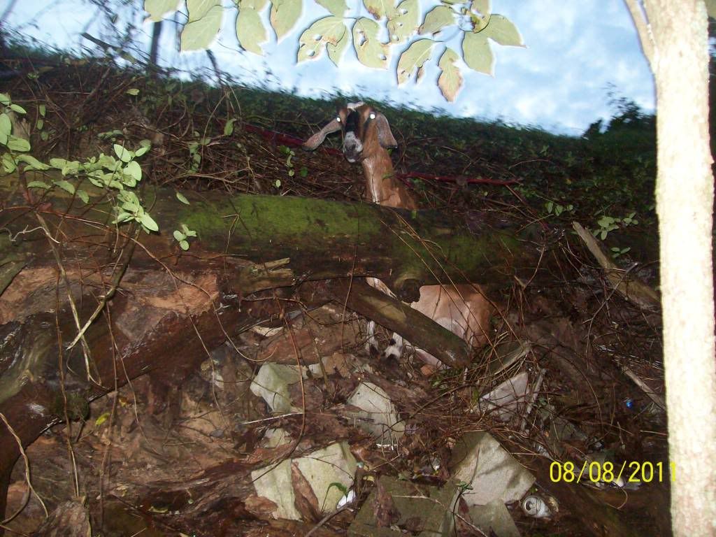 Doe in a pickle or betwen a rock and a hard place :) - Goats