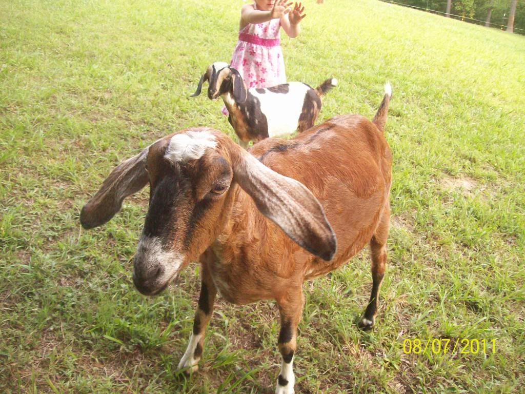 Doe in a pickle or betwen a rock and a hard place :) - Goats