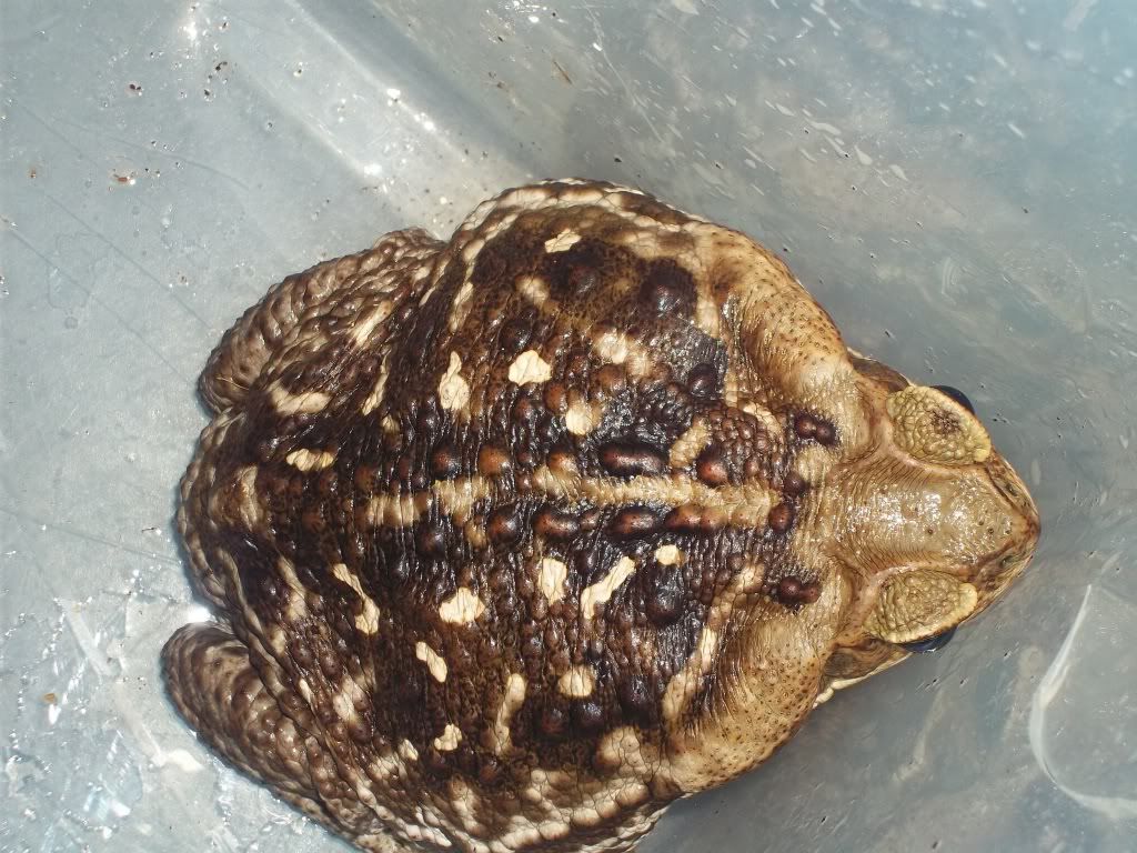 NW England x4 cane toads with full setup Reptile Forums