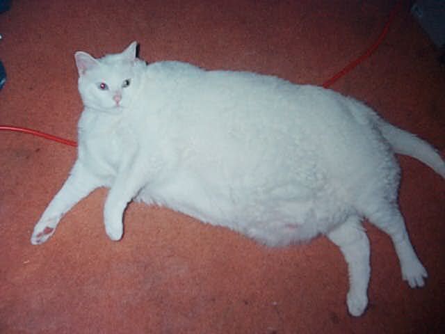 IMAGE: http://i602.photobucket.com/albums/tt104/Cooter0519/Pets/DE19.jpg