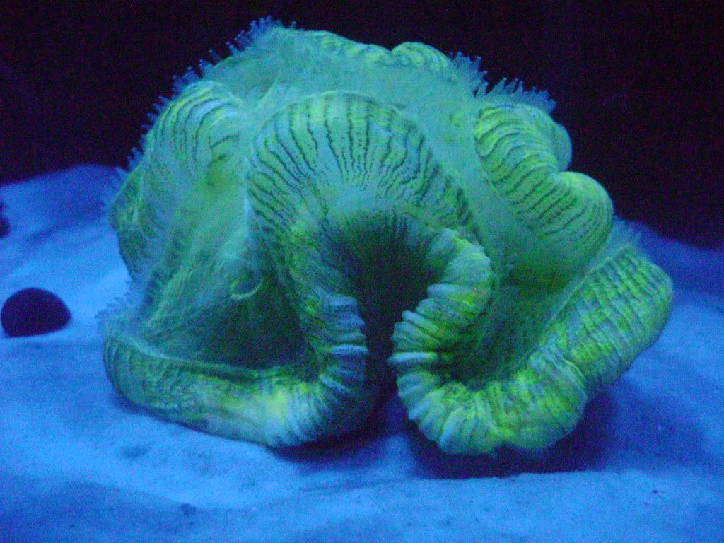 pink brain coral