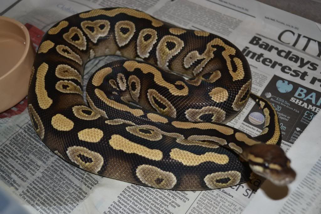 SE England *High end ball pythons for sale* coral glow Reptile Forums
