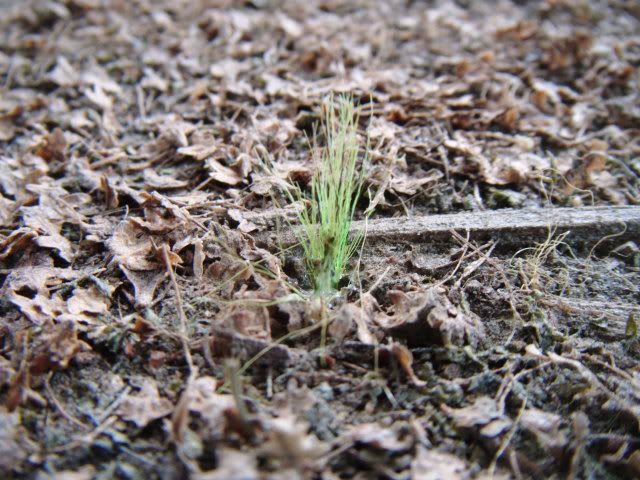 2010_0514lakevrnwy0032.jpg