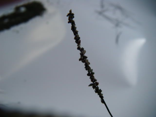 2010_0709lakevrnwy0005.jpg
