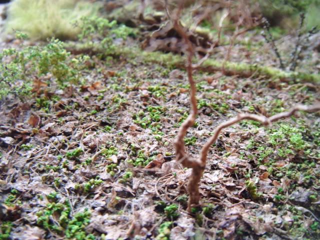 2010_0716lakevrnwy0010.jpg