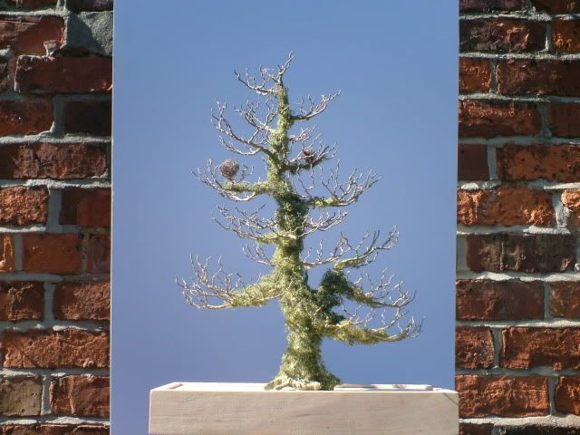Websitetrees002-1.jpg