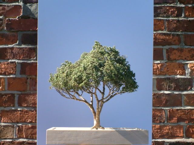 Websitetrees004.jpg