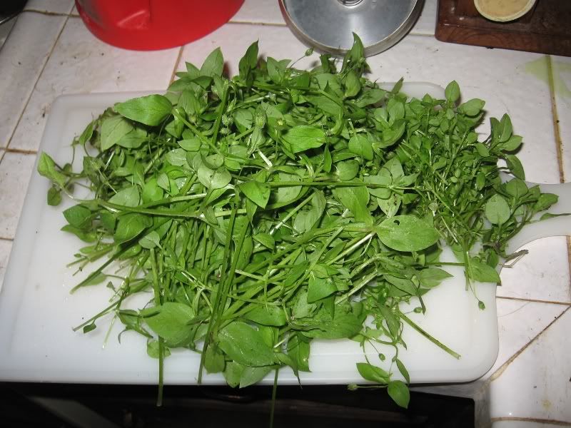 the chickweed Pictures, Images and Photos