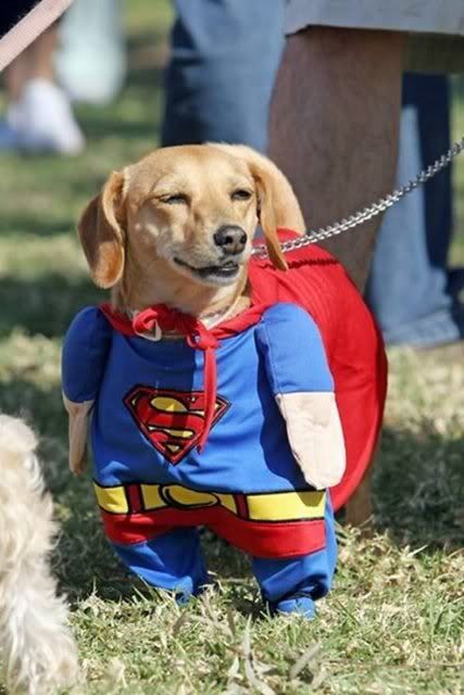 SupermanDog.jpg