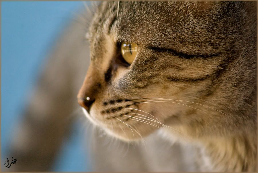 Re: Фотоохота, зоопарки и просто животинки из путешествий Re: Фотоохота, зоопарки и просто животинки из путешествий