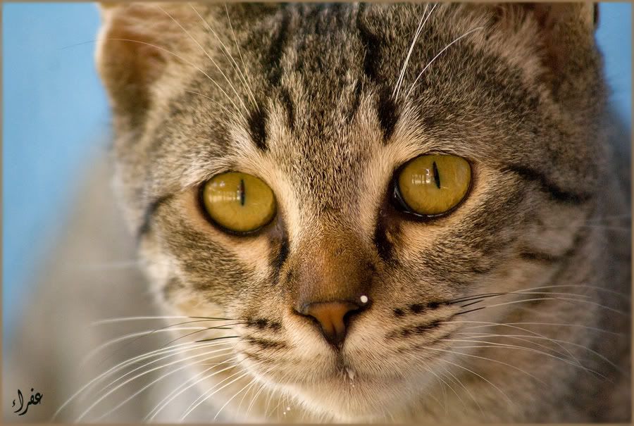 Re: Фотоохота, зоопарки и просто животинки из путешествий Re: Фотоохота, зоопарки и просто животинки из путешествий