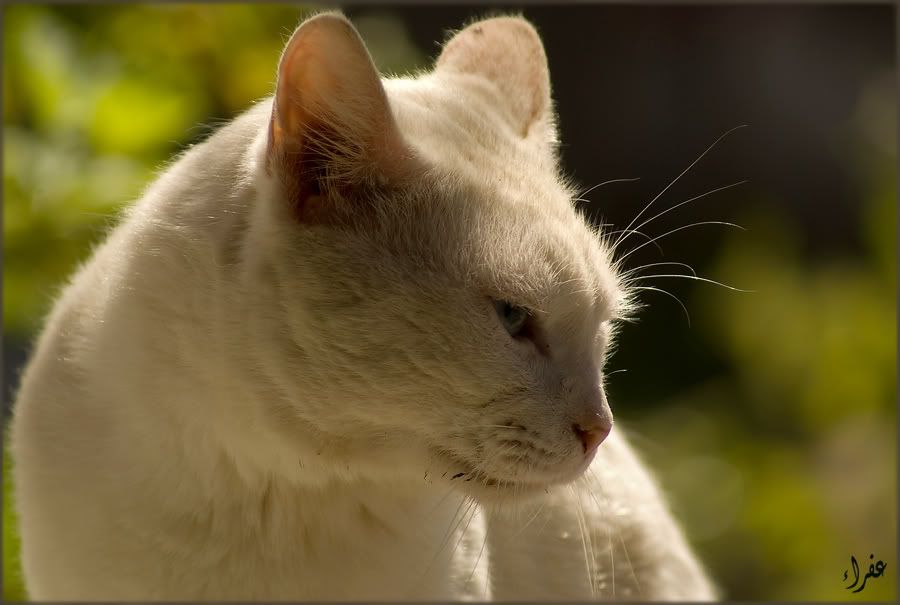 Re: Фотоохота, зоопарки и просто животинки из путешествий