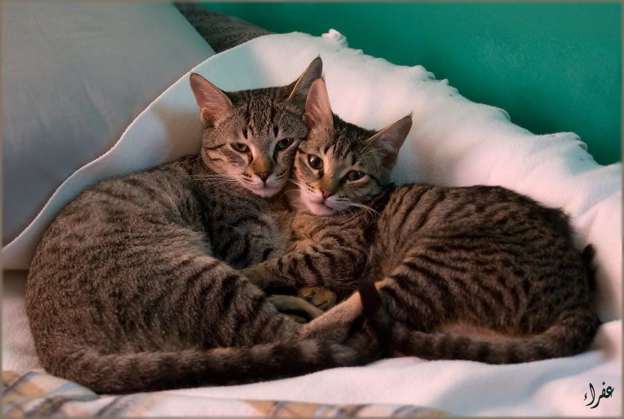 Re: Фотоохота, зоопарки и просто животинки из путешествий Re: Фотоохота, зоопарки и просто животинки из путешествий