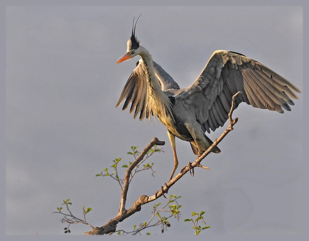 Птицы в фотографиях из путешествий