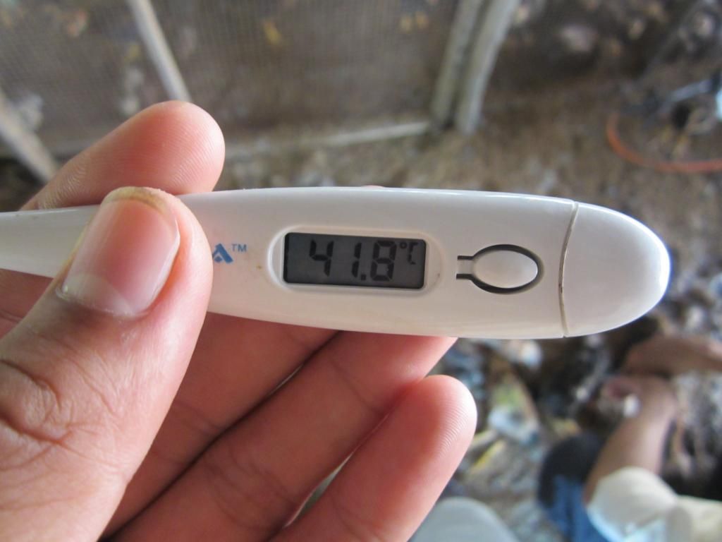 Bầy gà trong vài giờ từ 1000 con đã ra đi gần hết.