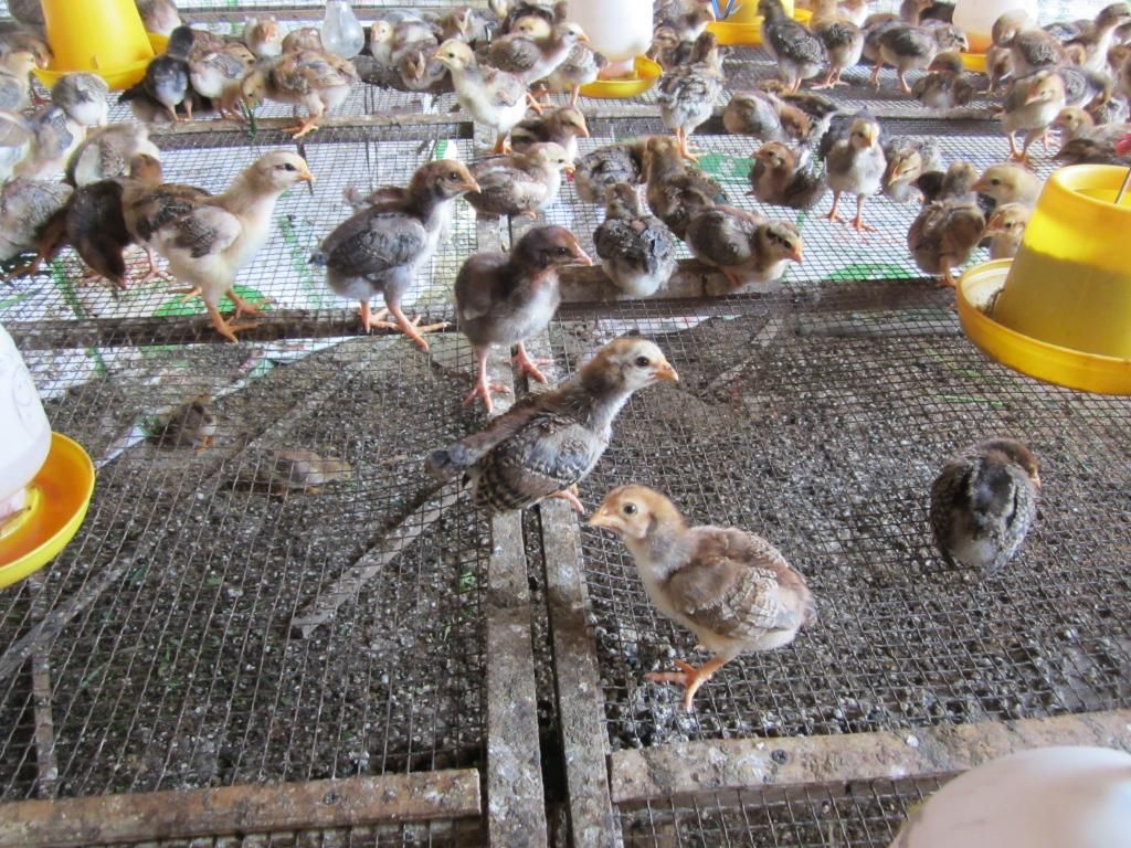 Bầy gà 500 con còn sót lại đang chết từng ngày, mặc dù gà rất khỏe!