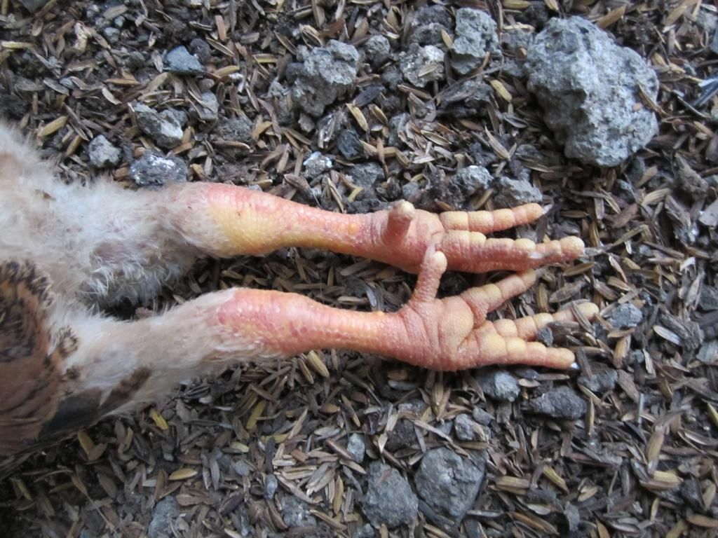 Gà 25 ngày tuổi đang chết dần chết mòn