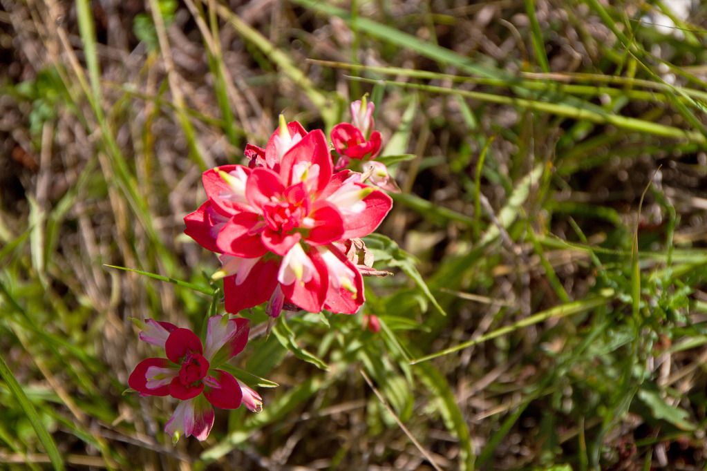 IMAGE: http://i602.photobucket.com/albums/tt108/ardeekay/IMG_0603_edited-1.jpg